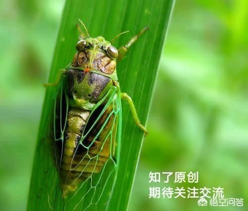 如何從0起步，打造100萬粉絲抖音月入五萬？