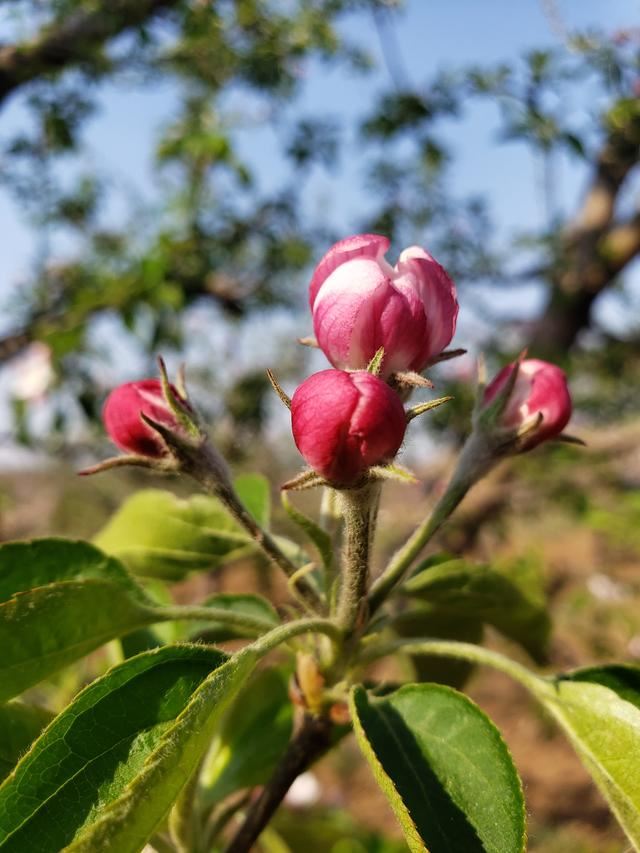 抖音極速版怎么養(yǎng)號得金幣？