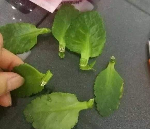 長壽花扦插方法抖音？