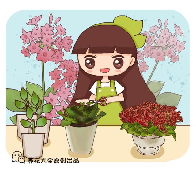 長壽花扦插方法抖音？